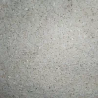 نیم دانه گیلان محصول امسال