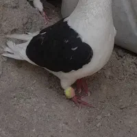 کبوتر گمشده|پرنده|ایرانشهر, |دیوار