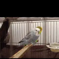 مرغ عشق معاوضه با کبوتر