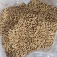 گندم دیم و آبی