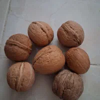 بذر گردو کمیاب غول پیکر