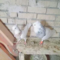 جفت طوقی هفت رنگ|پرنده|رامشیر, |دیوار