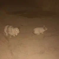 یک جفت خرگوش