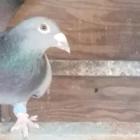 ۳ کفتر پلاکی|پرنده|خرم بید, |دیوار