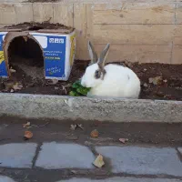 خرگوش|موش و خرگوش|بیرجند, |دیوار