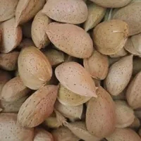 بادام با مغز دوقلو|خوردنی و آشامیدنی|شیراز, کوشک میدان|دیوار