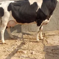 گاو جوان|حیوانات مزرعه|سده (خراسان جنوبی), |دیوار