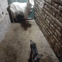 بزبابیگ|حیوانات مزرعه|دزفول, |دیوار