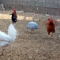 خروس و شاخدار