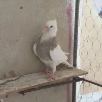 چند عدد کفتر|پرنده|قروه, |دیوار