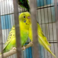 تعدادی مرغ عشق آماده فروش