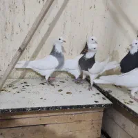 چند عدد کبوتر|پرنده|همدان, |دیوار