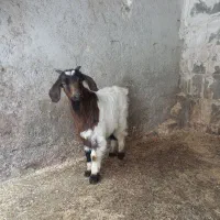 بزغاله|حیوانات مزرعه|اردبیل, |دیوار