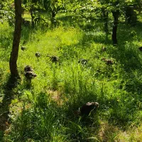 فروش بوقلمون اورگانیک|حیوانات مزرعه|شاهین دژ, |دیوار