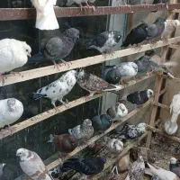 کبوتر پرشی عروس هلندی|پرنده|محمدشهر, محمدشهر|دیوار