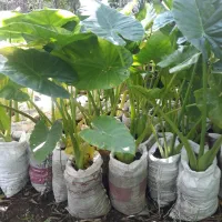 گل بابا آدم و گل یوکا بنسای کوتاه (کوچصفهان)