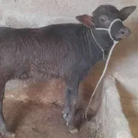 گامیش با گوساله ماده|حیوانات مزرعه|کرخه, |دیوار