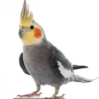 دو عدد طوطی عروس و دو عدد مرغ مینا باهم