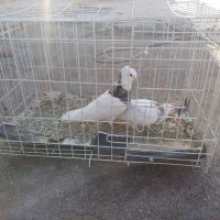 اهواز زرگان