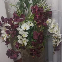 گل کنار سالنی