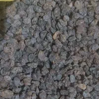 کشمش آفتاب خشک گوشتی پاک شده اعلا