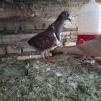 کبوتر|پرنده|شوشتر, |دیوار