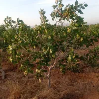 باغ پسته ثمری 10ساله