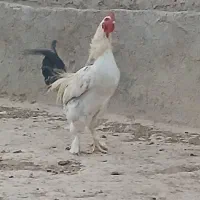 خروس برهما|حیوانات مزرعه|مشهد, موسوی قوچانی|دیوار