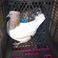 کبوتر|پرنده|مشهد, انقلاب|دیوار