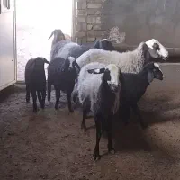 گوسفندشالی