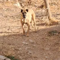 واگذاری سگ ماده سرابی قد ۸۰ سه ساله|سگ|اردبیل, |دیوار