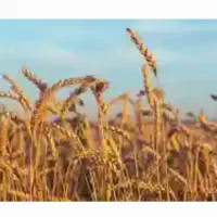 فروش بذر گندم ابی رقم سالار گواهی شده