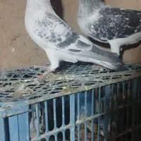 کفتر نرو ماده جفت گاه سار شامی کله  آلمانی و رنگه