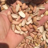 لپه ریز میانه بهداشتی آلرام