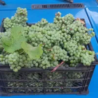 غوره باکیفیت