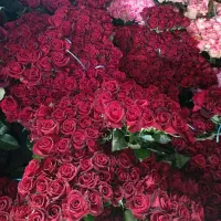 رز شاخه ای 30 قیمت ثابت