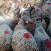 شصت راس میش ابستن اول شکم و دوم شکم