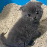 گربه اسکاتیش رنگ بلو|گربه|تهران, توحید|دیوار