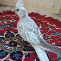 عروس هلندی ایزابلا و آلبینو
