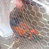 جوجه لاری افغان
