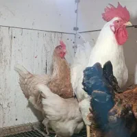 تخم نطفه دار لوهمن برترین نژاد تخمگذار