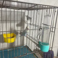 طوطی برزیلی