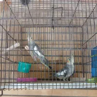 عروس هلندی