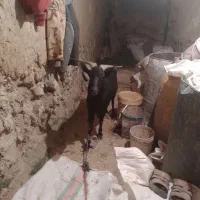 نری مورسیا دوساله