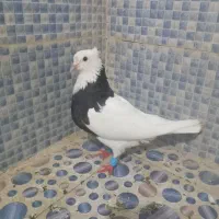 طوقی سیاه نر|پرنده|اهواز, ملاشیه|دیوار