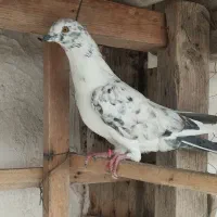 تعدادی کبوتر پرشی کفتر جوجه|پرنده|بندر ترکمن, |دیوار