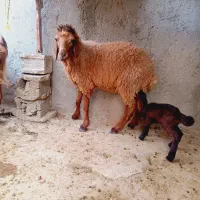 بزندیل میش وبزنر|حیوانات مزرعه|کاکی, |دیوار