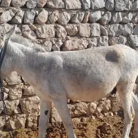 الاق سالم هم باریه و هم برای همراهی گله خوبه|حیوانات مزرعه|سرپل ذهاب, |دیوار