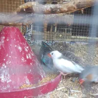 فنچ و مرغ عشق دستی