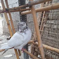 کبوتر پرشی نر سبز دست سفید و کله دار کاکلی|پرنده|رشت, کوی جام جم|دیوار